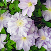 Клематис крупноцветковый Луиз Роу фото 1 
