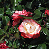 Роза чайно-гибридная Ностальжи фото 4 