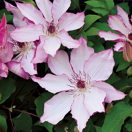 Клематис крупноцветковый Омоширо фото Клематис крупноцветковый Омоширо 