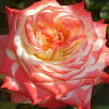 Роза чайно-гибридная Императрица Фара фото 5 