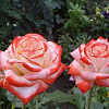 Роза чайно-гибридная Императрица Фара фото 3 