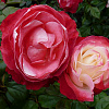 Роза чайно-гибридная Ностальжи фото 2 