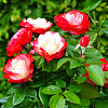 Роза чайно-гибридная Ностальжи фото 3 